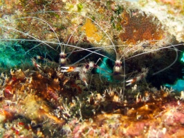 IMG 4016 Banded Coral Shrimp